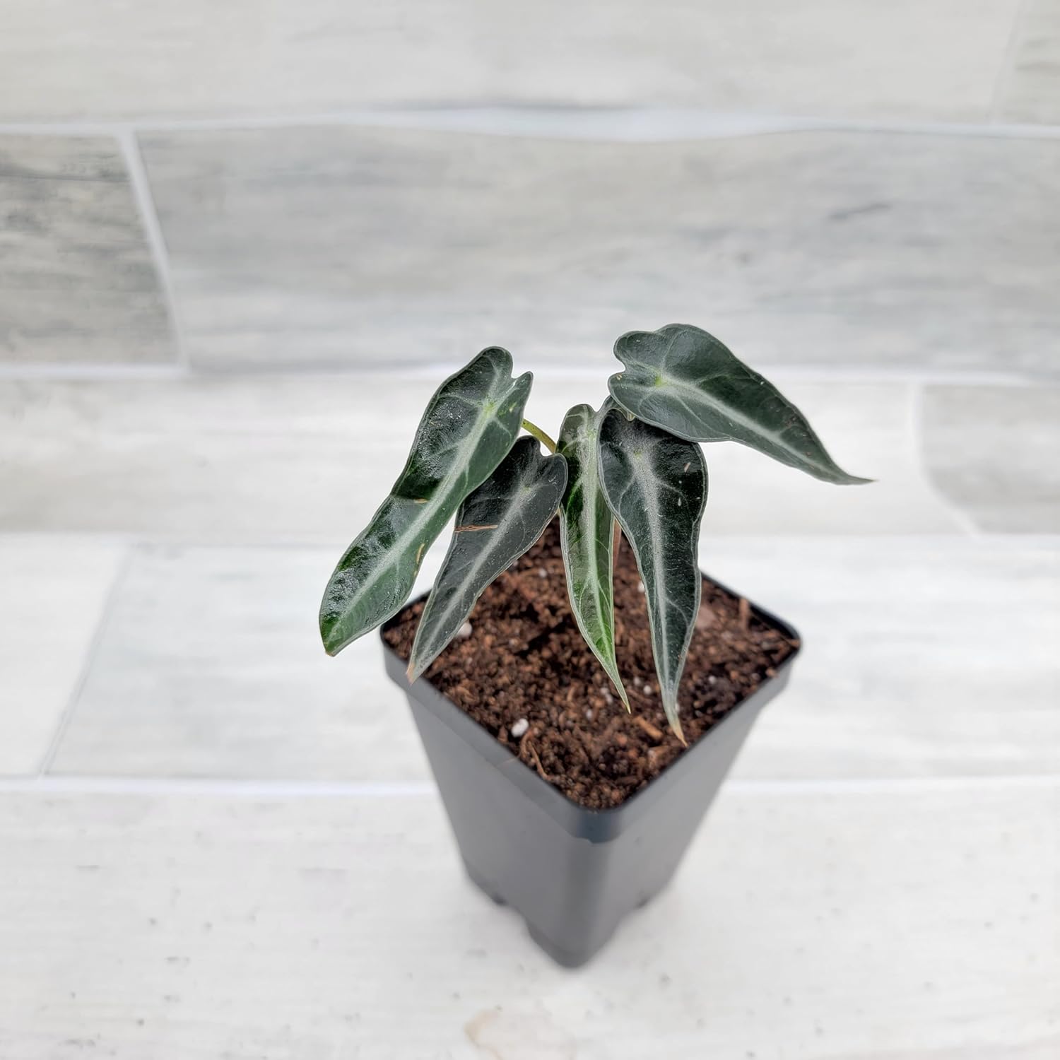 3 inch Alocasia Bambino in Nursery Plant Pot C1977