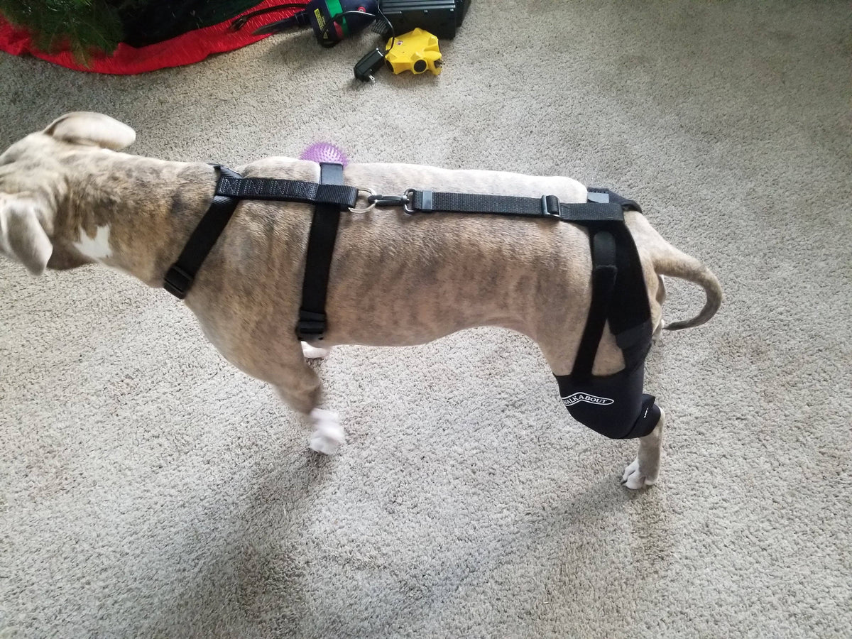 Double Knee Brace and Chest Halter H6640