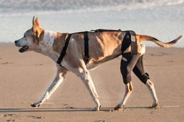 Double Knee Brace and Chest Halter H6640