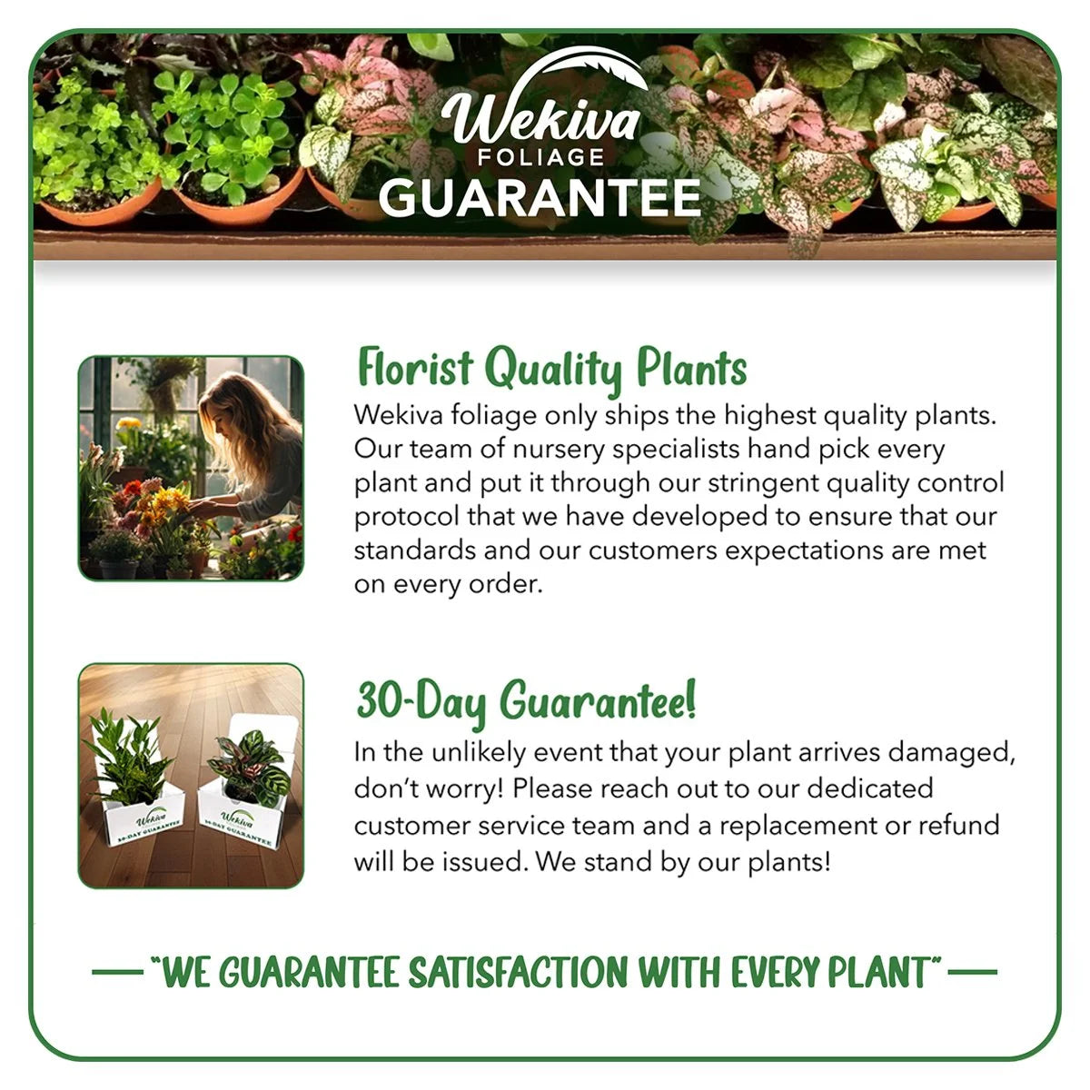 4 Live Starter Plants in 2 Inch Pots I908