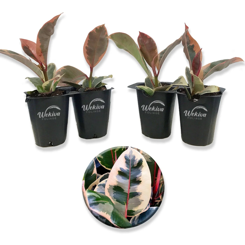 4 Live Starter Plants in 2 Inch Pots I908