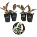 4 Live Starter Plants in 2 Inch Pots I908