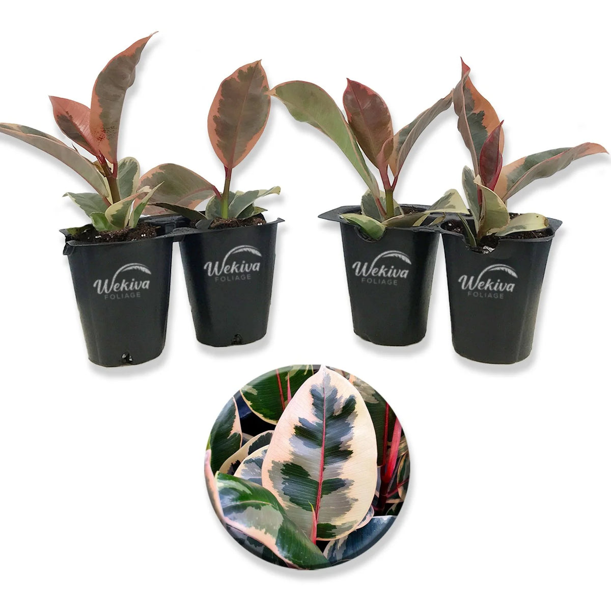 4 Live Starter Plants in 2 Inch Pots I908