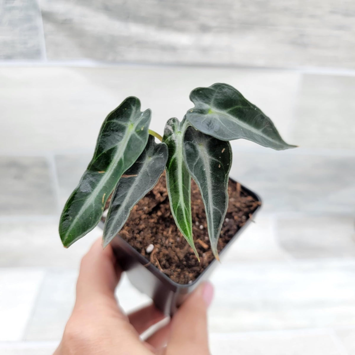 3 inch Alocasia Bambino in Nursery Plant Pot C1977