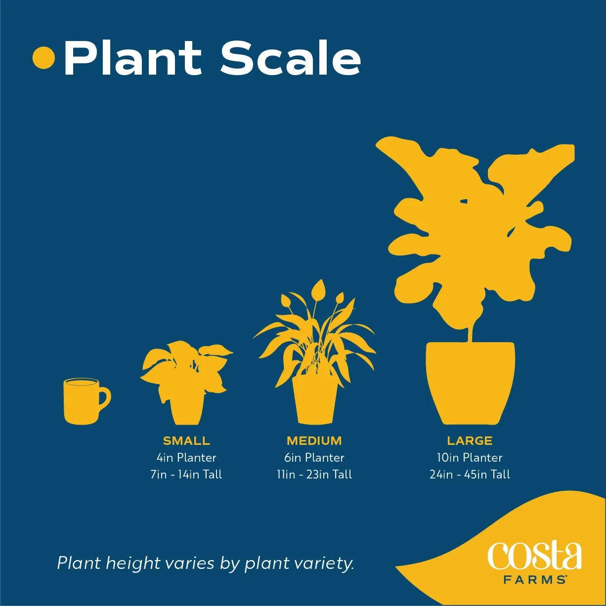 20in. Tall Assorted Hibiscus Full Sun Outdoor Plant 5in. Grower Pot 2-Pack F451302