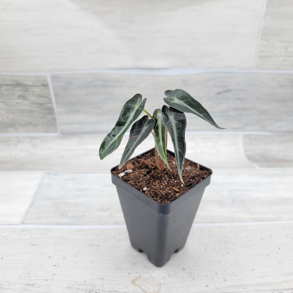 3 inch Alocasia Bambino in Nursery Plant Pot C1977