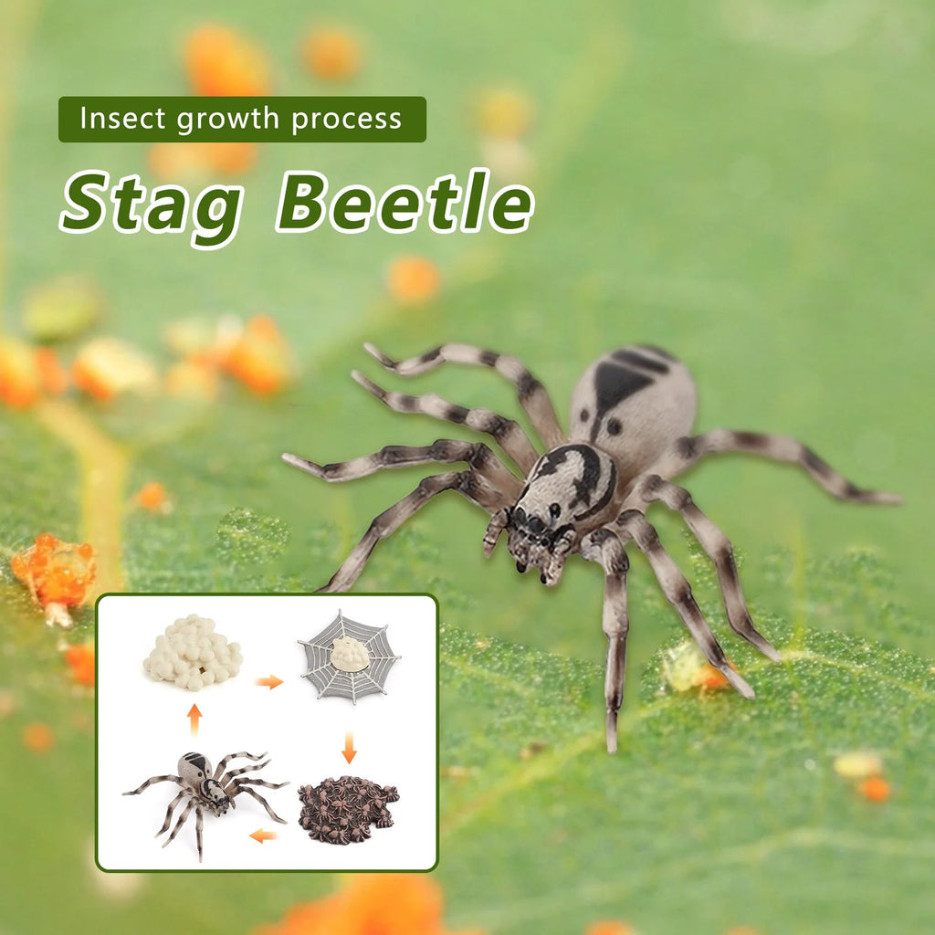 4 Piece Insect Animal Life Cycle Plastic Figures P911