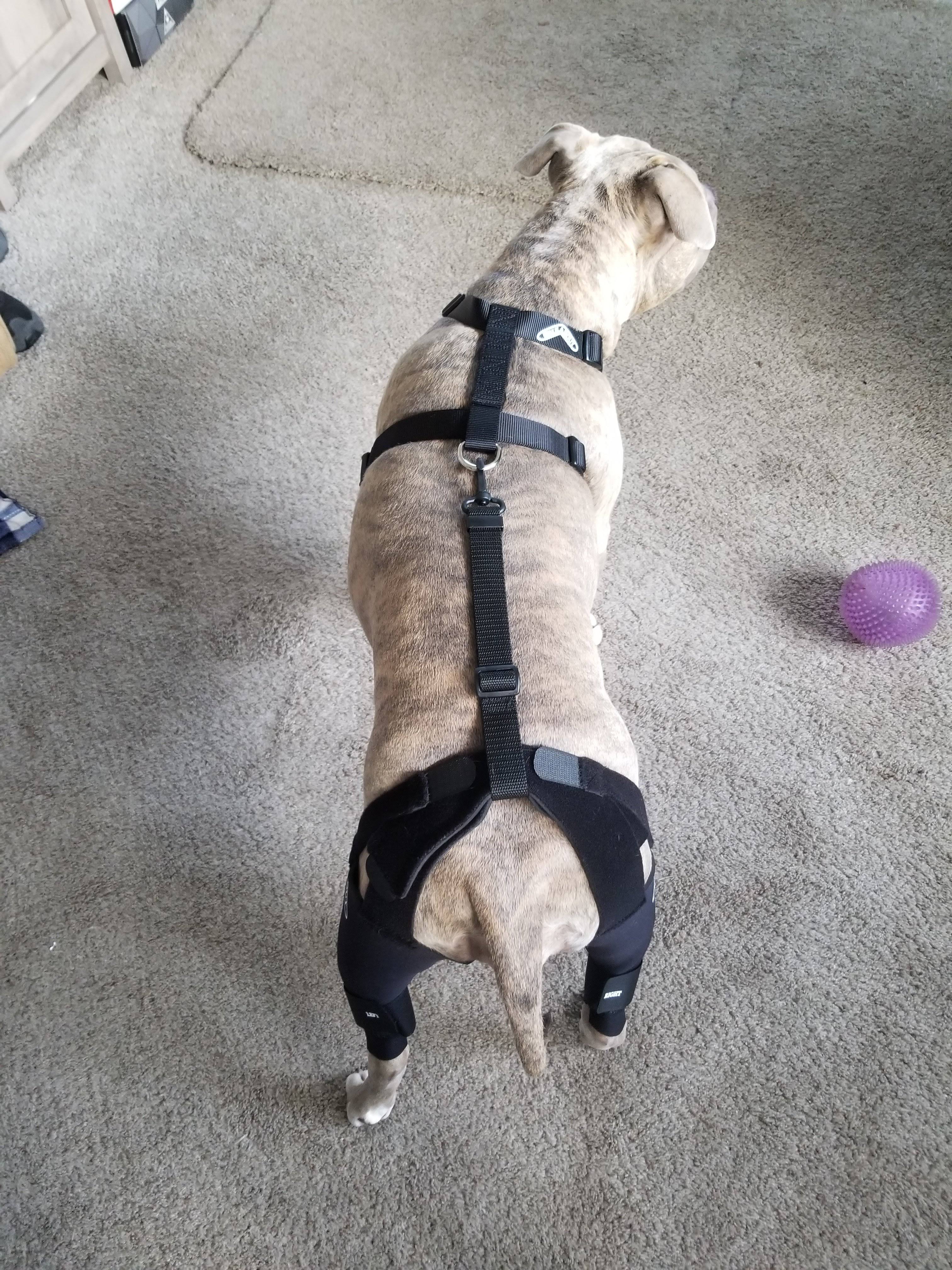 Double Knee Brace and Chest Halter H6640