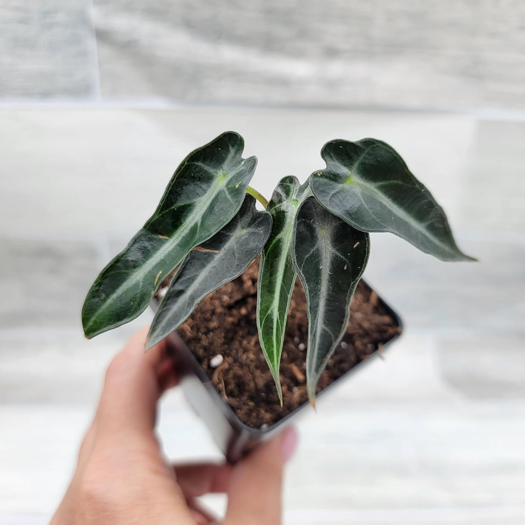 3 inch Alocasia Bambino in Nursery Plant Pot C1977