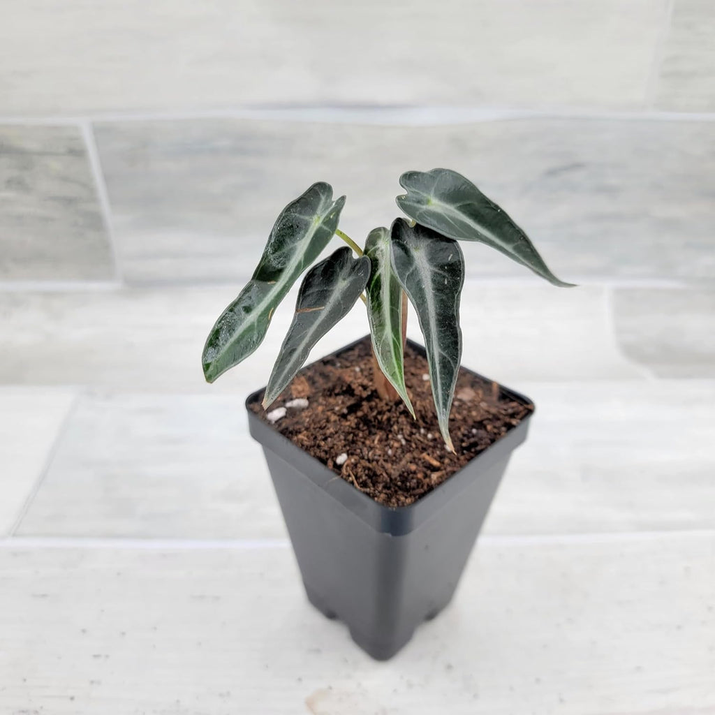 3 inch Alocasia Bambino in Nursery Plant Pot C1977