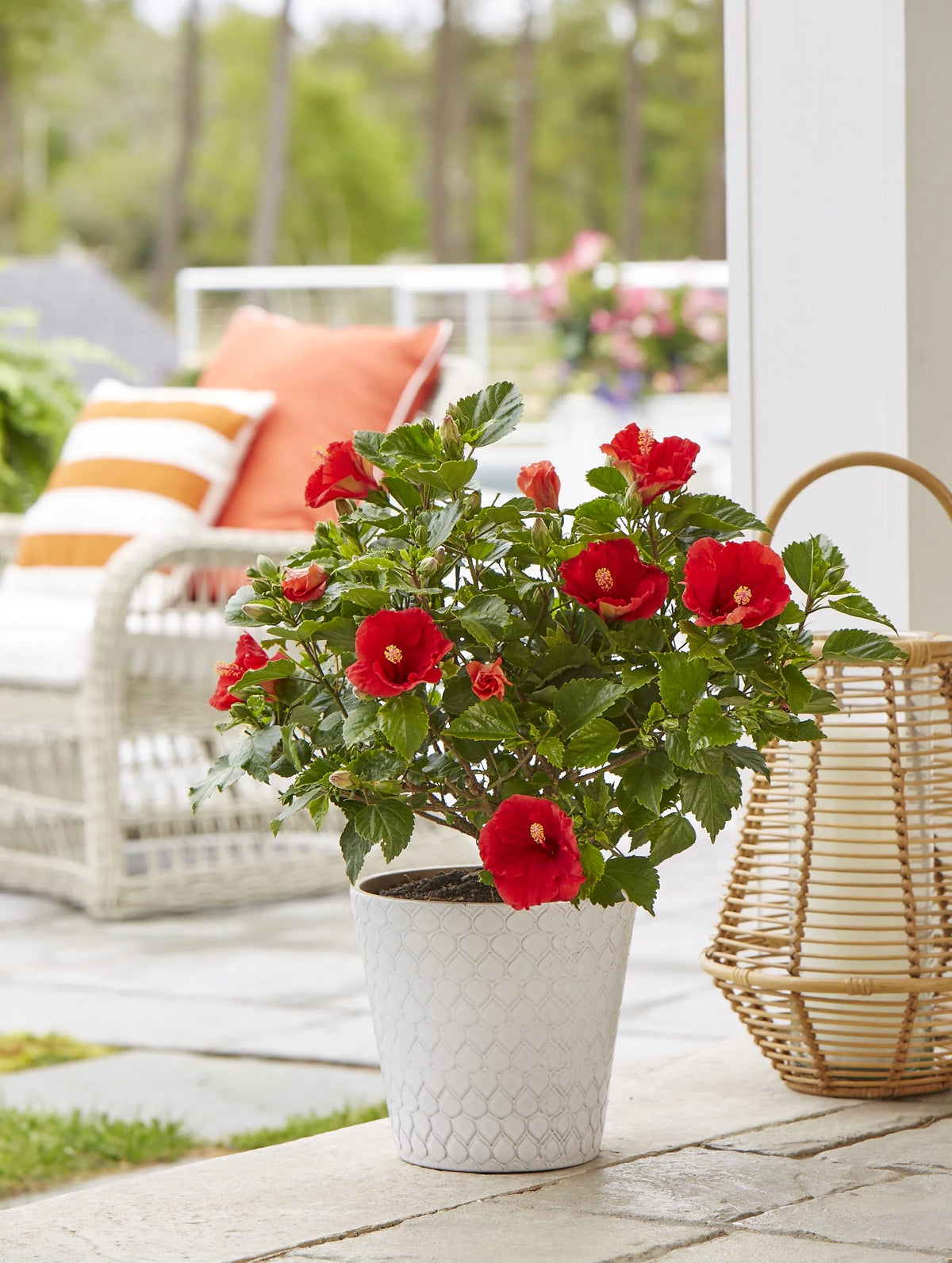 20in. Tall Assorted Hibiscus Full Sun Outdoor Plant 5in. Grower Pot 2-Pack F451302