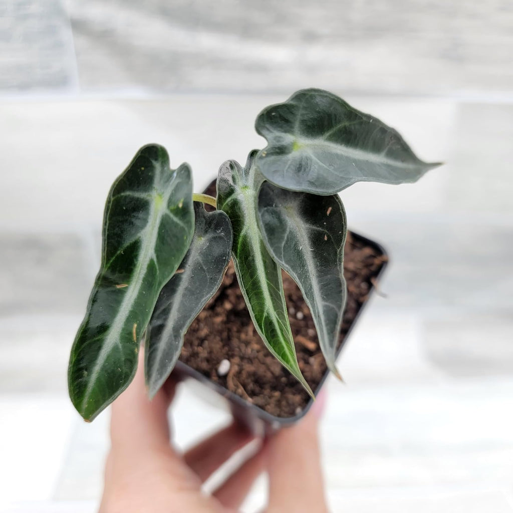 3 inch Alocasia Bambino in Nursery Plant Pot C1977