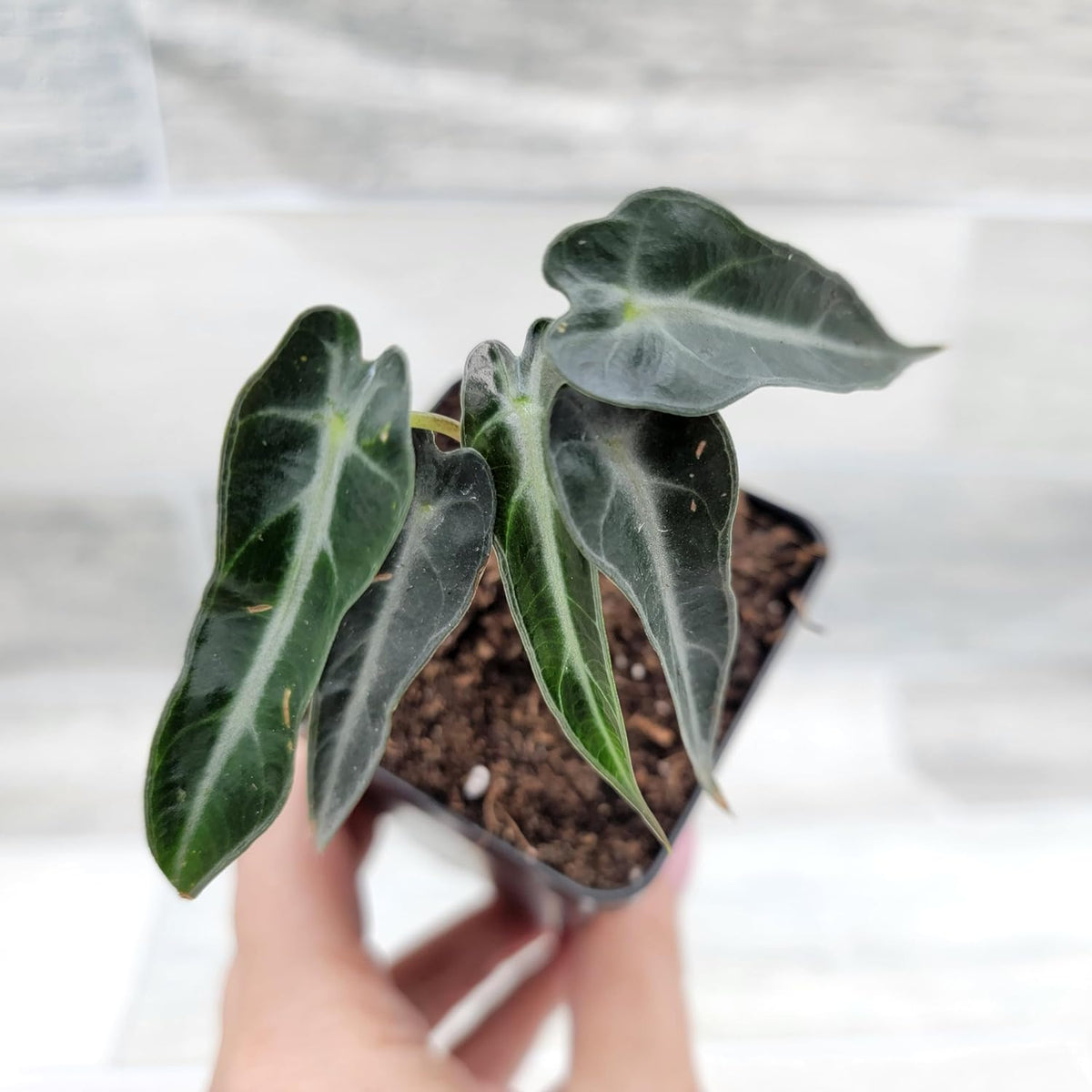 3 inch Alocasia Bambino in Nursery Plant Pot C1977