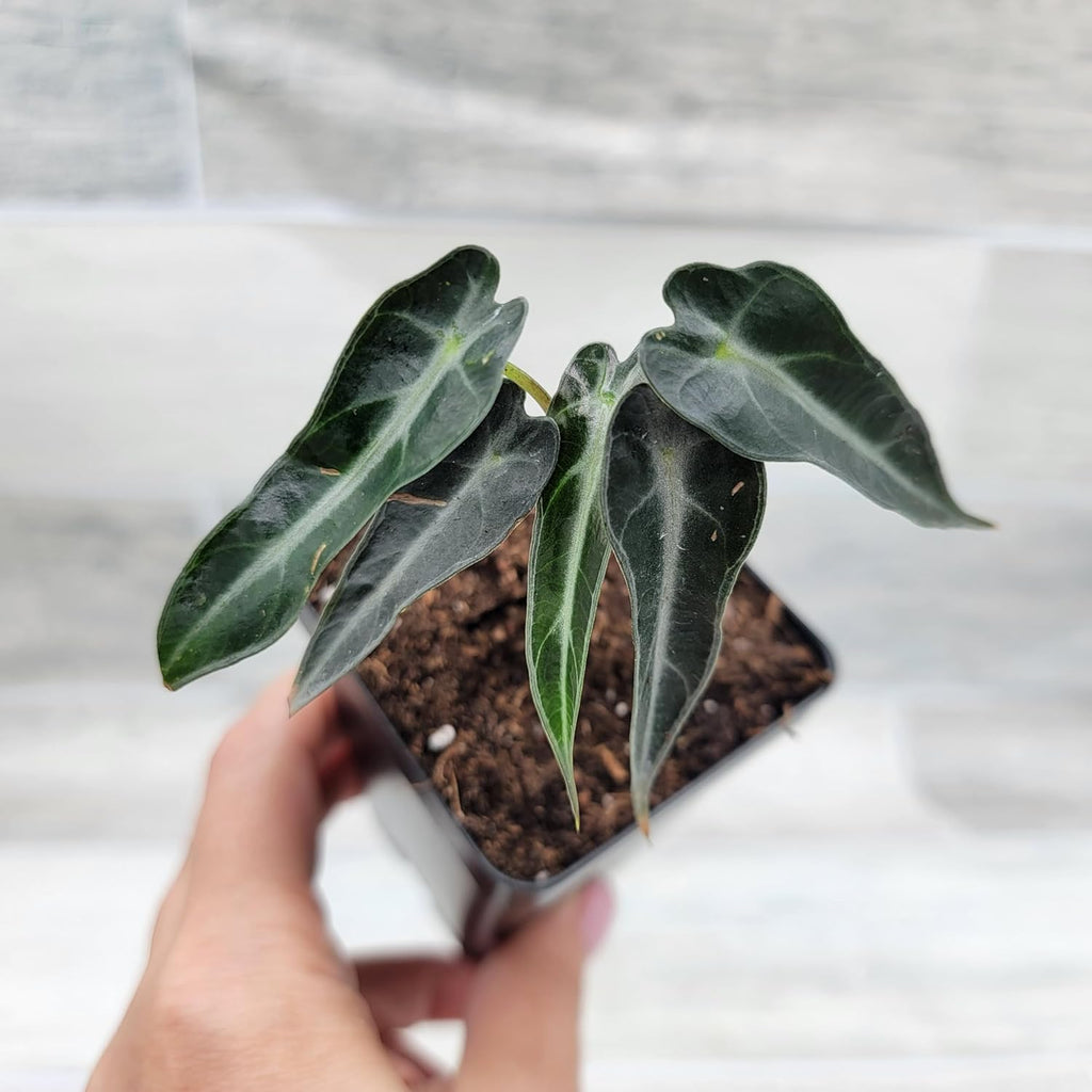 3 inch Alocasia Bambino in Nursery Plant Pot C1977