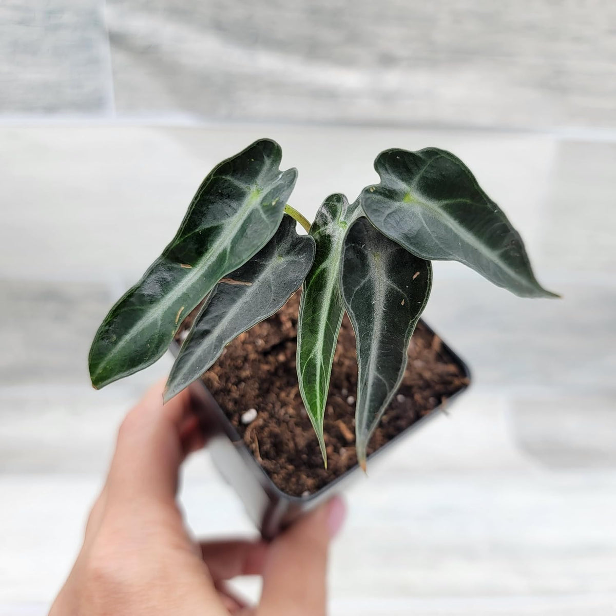 3 inch Alocasia Bambino in Nursery Plant Pot C1977