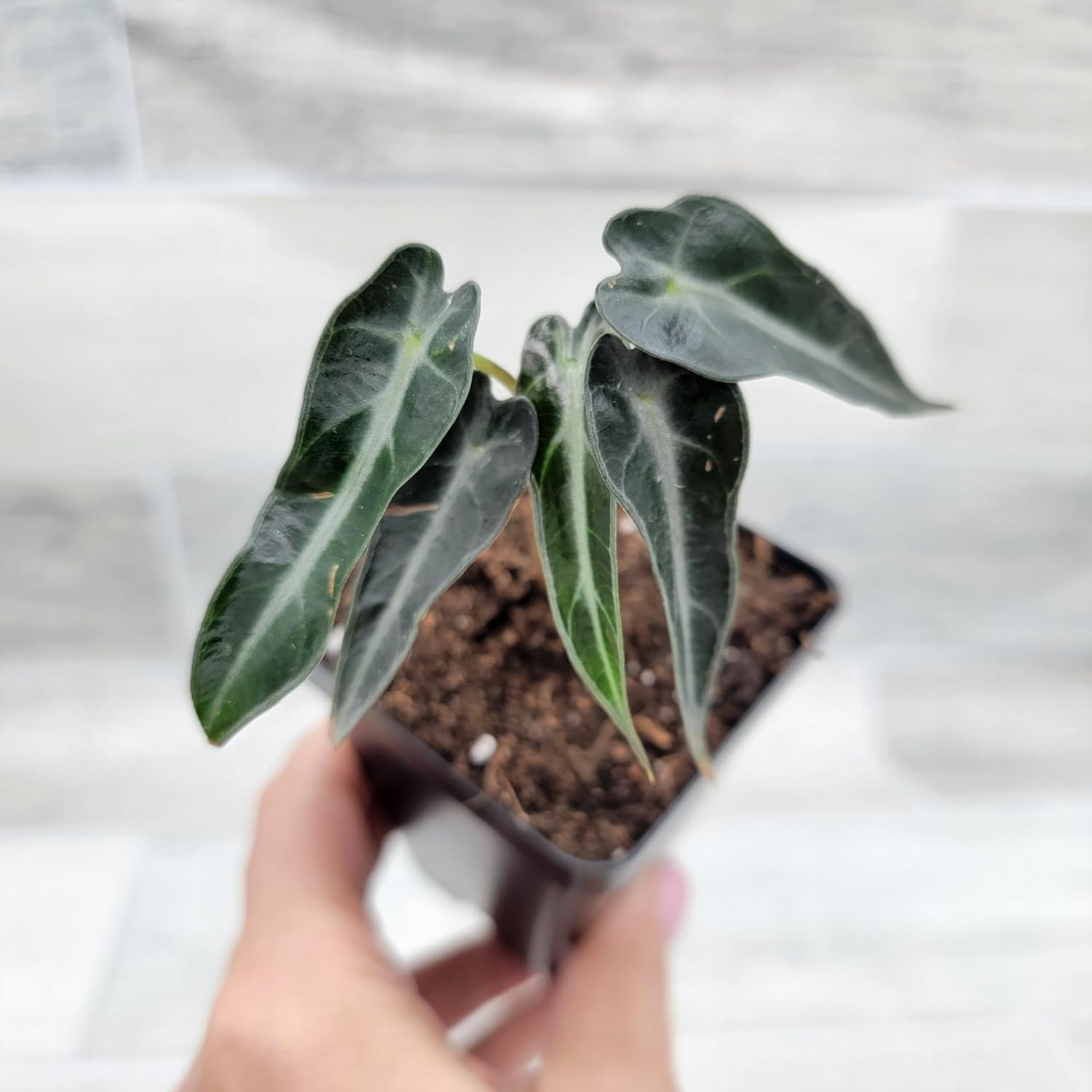 3 inch Alocasia Bambino in Nursery Plant Pot C1977
