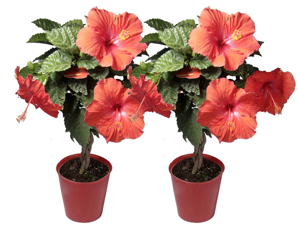 20in. Tall Assorted Hibiscus Full Sun Outdoor Plant 5in. Grower Pot 2-Pack F451302