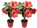 20in. Tall Assorted Hibiscus Full Sun Outdoor Plant 5in. Grower Pot 2-Pack F451302