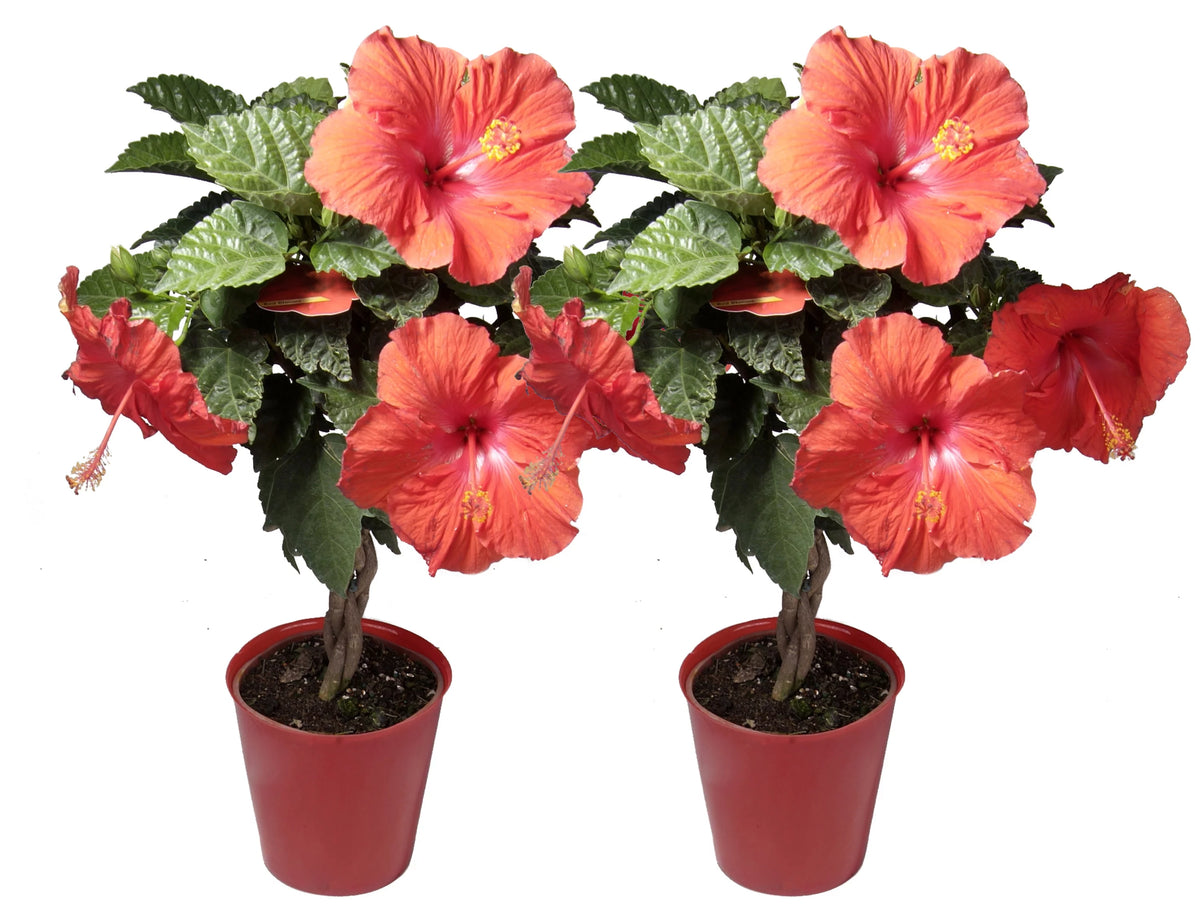 20in. Tall Assorted Hibiscus Full Sun Outdoor Plant 5in. Grower Pot 2-Pack F451302
