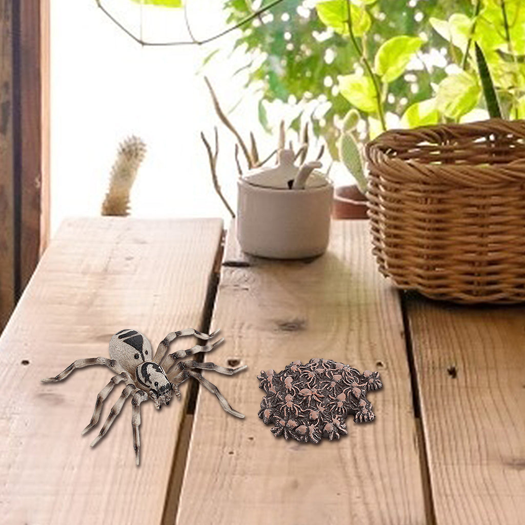 4 Piece Insect Animal Life Cycle Plastic Figures P911