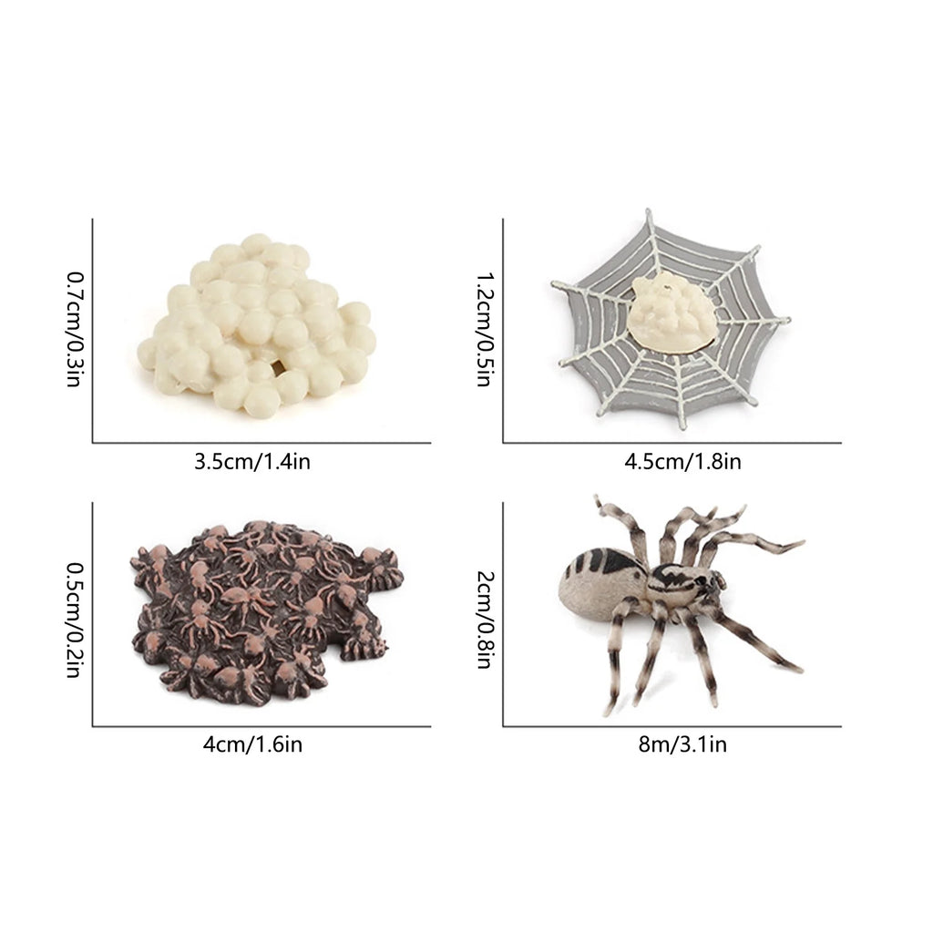 4 Piece Insect Animal Life Cycle Plastic Figures P911