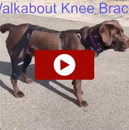 Double Knee Brace and Chest Halter H6640