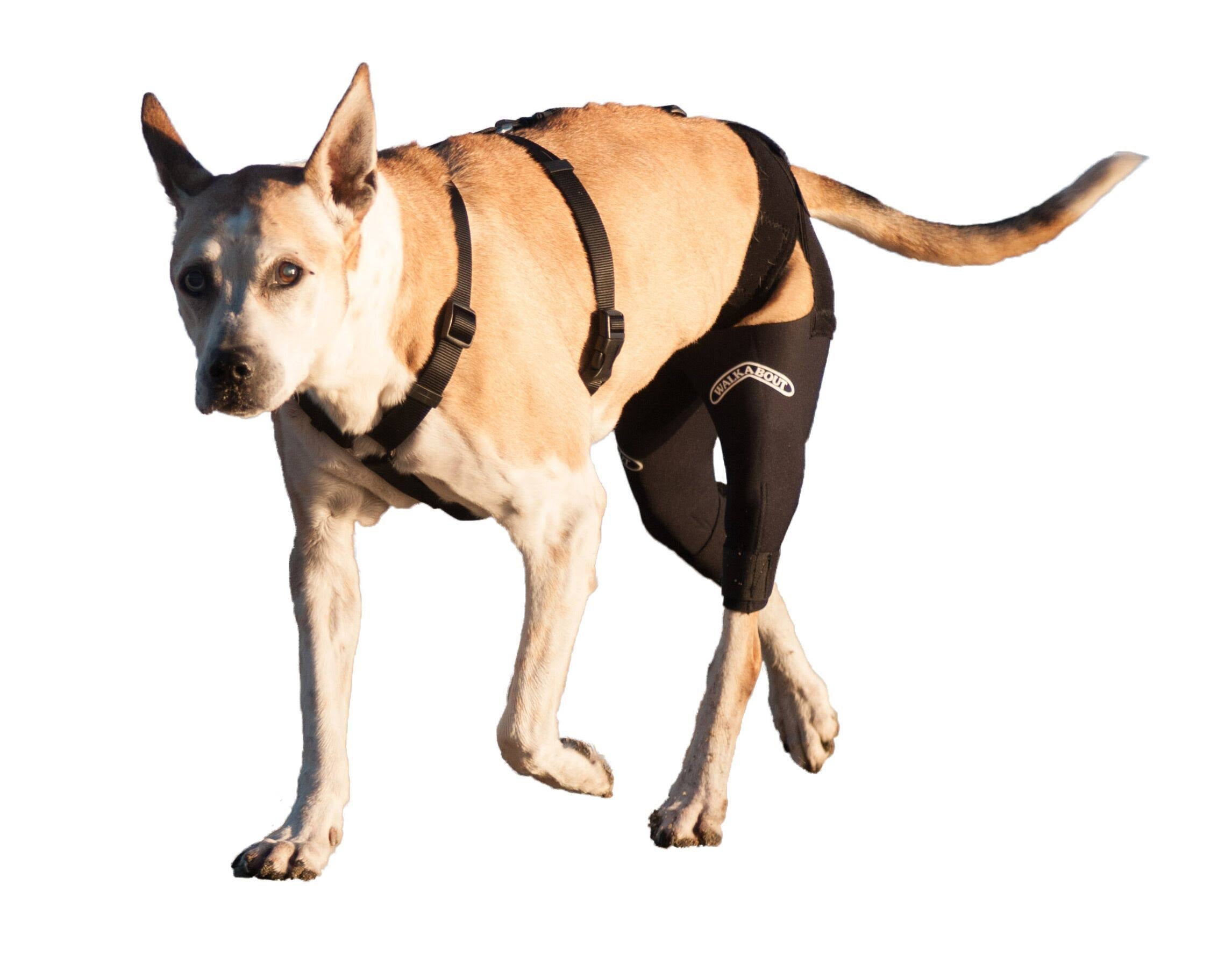 Double Knee Brace and Chest Halter H6640